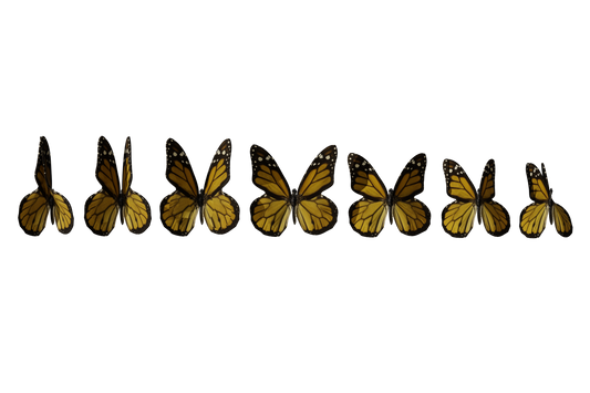 Butterfly PNGs - Genariq