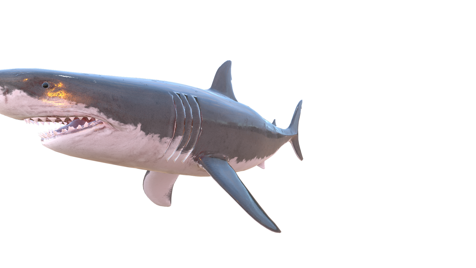 Shark Blood PNG - Genariq
