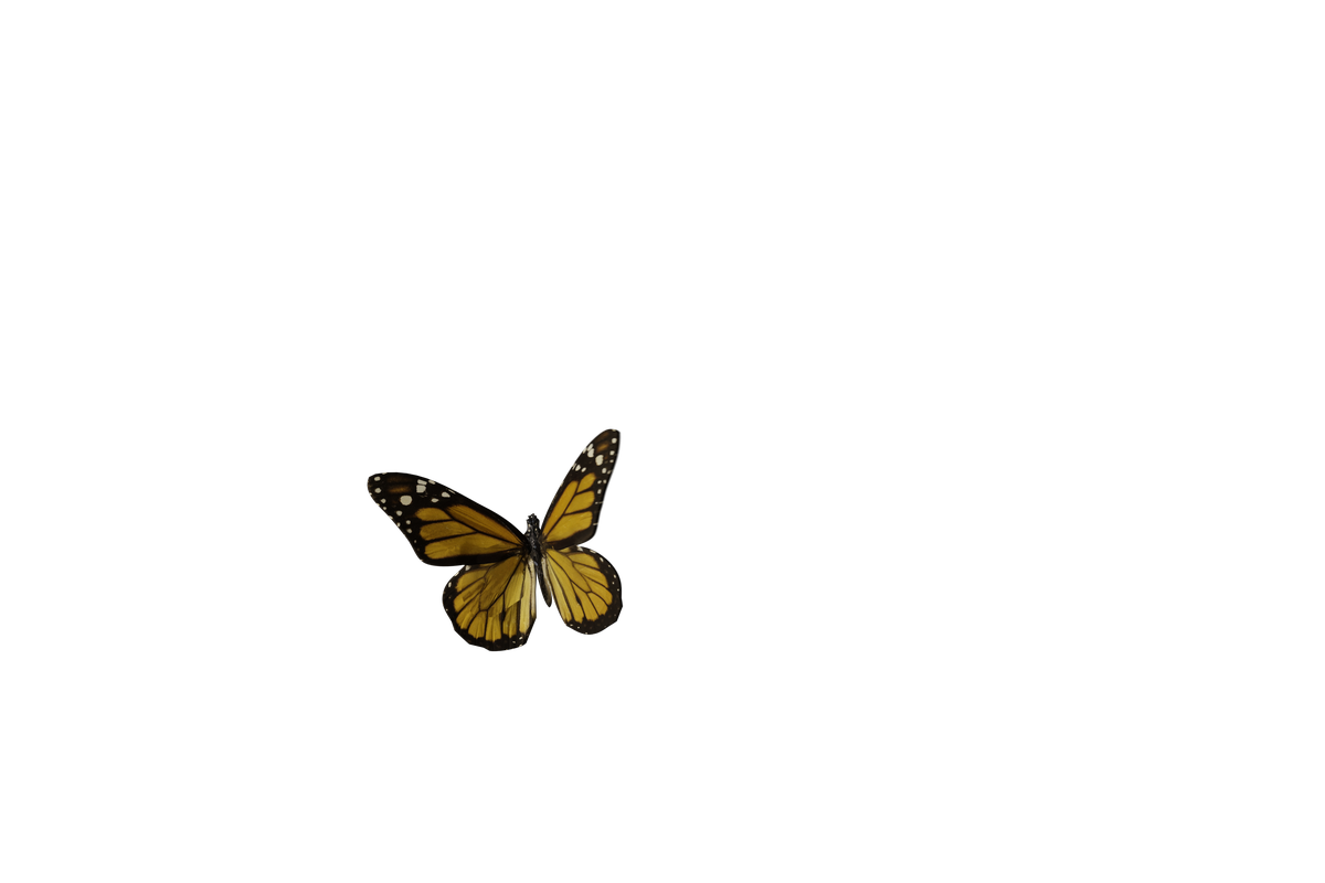 Joppa Butterfly Faster Speed - Genariq
