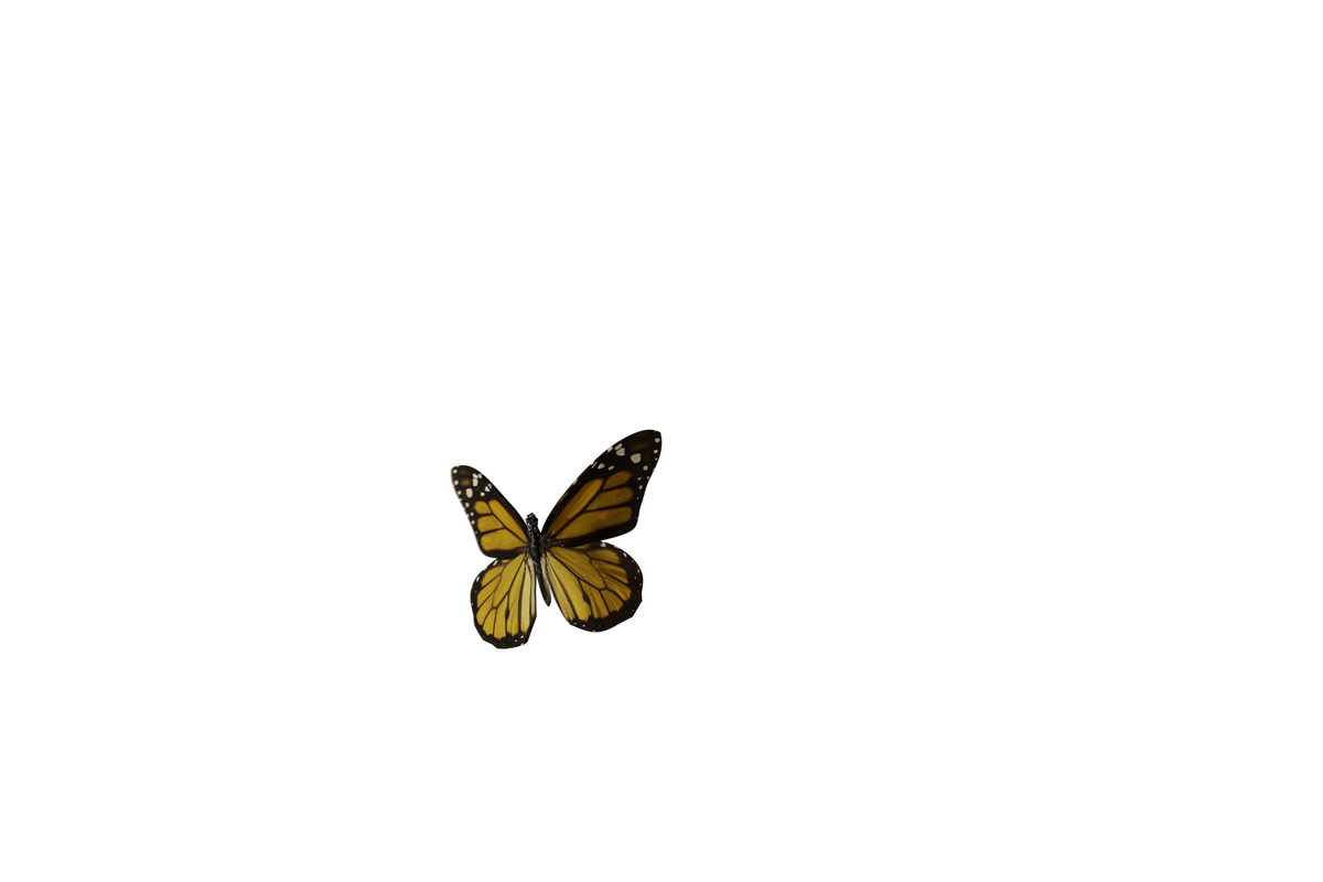 Joppa Butterfly Normal Speed - Genariq