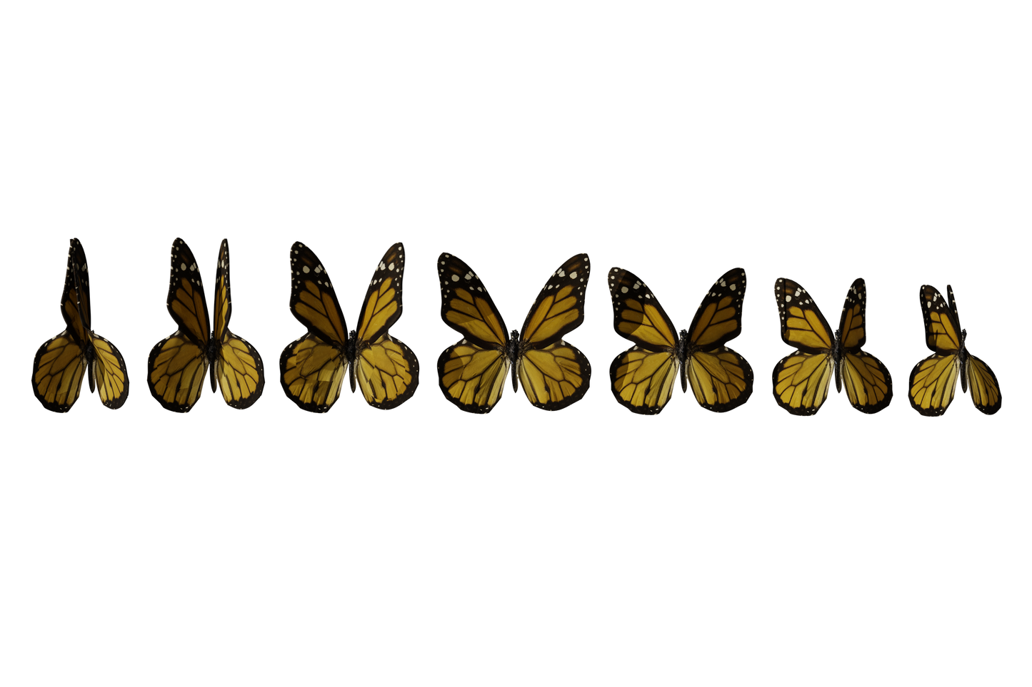 Butterfly PNGs - Genariq